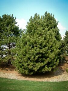 Сосна Чёрная (Pinus Nigra) купить по цене от 270.00р. в интернет-магазине «Посадика» с доставкой почтой в в Енисейске и по всей России – [изображение №1].