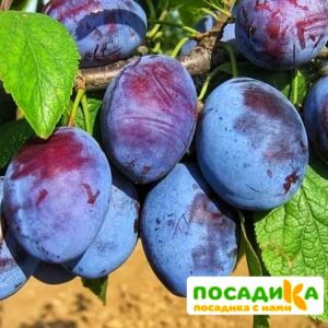 Слива Чачакская ранняя купить по цене от 229.00р. в интернет-магазине «Посадика» с доставкой почтой в в Енисейске и по всей России – [изображение №1].