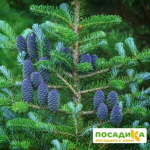 Пихта корейская (Abies koreana) купить по цене от 450.00р. в интернет-магазине «Посадика» с доставкой почтой в в Енисейске и по всей России – [изображение №1].