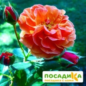 Роза Арабия купить по цене от 350.00р. в интернет-магазине «Посадика» с доставкой почтой в в Енисейске и по всей России – [изображение №1].