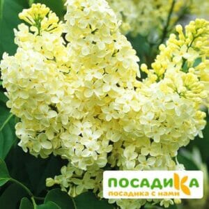 Сирень Примроуз (Primrose) купить по цене от 529.00р. в интернет-магазине «Посадика» с доставкой почтой в в Енисейске и по всей России – [изображение №1].