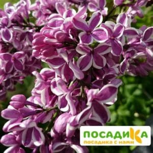 Сирень Сенсация купить по цене от 529.00р. в интернет-магазине «Посадика» с доставкой почтой в в Енисейске и по всей России – [изображение №1].