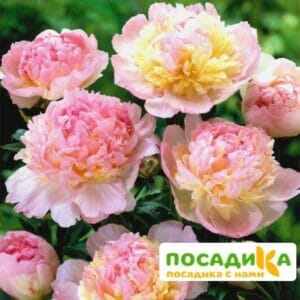 Пион Распберри Сандей (Paeonia Raspberry Sundae) купить по цене от 959р. в интернет-магазине «Посадика» с доставкой почтой в в Енисейске и по всей России – [изображение №1].