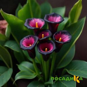 Калла Аура Лейс купить по цене от 400р. в интернет-магазине «Посадика» с доставкой почтой в в Енисейске и по всей России – [изображение №1].