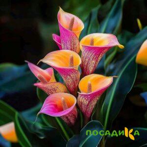 Калла Оникс купить по цене от 450р. в интернет-магазине «Посадика» с доставкой почтой в в Енисейске и по всей России – [изображение №1].
