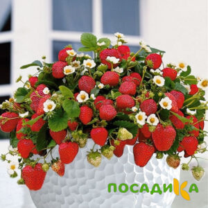 Клубника Рубиновый Шепот (горшечная) купить по цене от 240р. в интернет-магазине «Посадика» с доставкой почтой в в Енисейске и по всей России – [изображение №1].