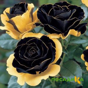 Роза Ханни Сикл купить по цене от 700р. в интернет-магазине «Посадика» с доставкой почтой в в Енисейске и по всей России – [изображение №1].