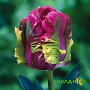 Тюльпан Экзотик Хэвен купить по цене от 186р. в интернет-магазине «Посадика» с доставкой почтой в в Енисейске и по всей России – [изображение №1].