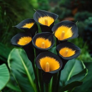 Калла Легато купить по цене от 620р. в интернет-магазине «Посадика» с доставкой почтой в в Енисейске и по всей России – [изображение №1].