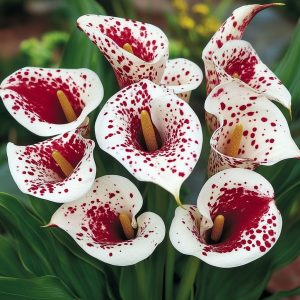 Калла Эмпайр купить по цене от 302р. в интернет-магазине «Посадика» с доставкой почтой в в Енисейске и по всей России – [изображение №1].