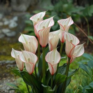 Калла Глейшер купить по цене от 299р. в интернет-магазине «Посадика» с доставкой почтой в в Енисейске и по всей России – [изображение №1].