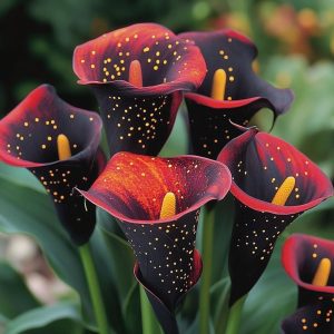 Калла Нуар купить по цене от 299р. в интернет-магазине «Посадика» с доставкой почтой в в Енисейске и по всей России – [изображение №1].