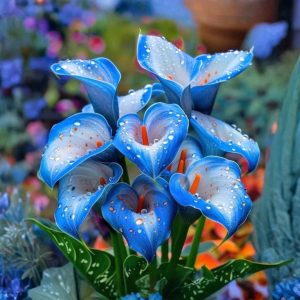 Калла Портрейт купить по цене от 292р. в интернет-магазине «Посадика» с доставкой почтой в в Енисейске и по всей России – [изображение №1].