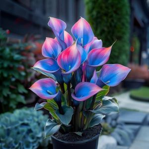 Калла Импрессия купить по цене от 590р. в интернет-магазине «Посадика» с доставкой почтой в в Енисейске и по всей России – [изображение №1].