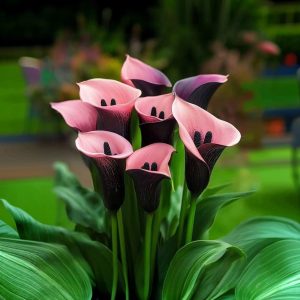 Калла Энигма купить по цене от 291р. в интернет-магазине «Посадика» с доставкой почтой в в Енисейске и по всей России – [изображение №1].