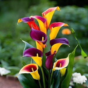 Калла Кристалл купить по цене от 450р. в интернет-магазине «Посадика» с доставкой почтой в в Енисейске и по всей России – [изображение №1].